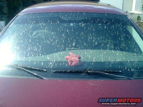 2k4-(48).jpg Love bugs and the windshield a bad combination. Well last thing they were thinking bout OH S**T