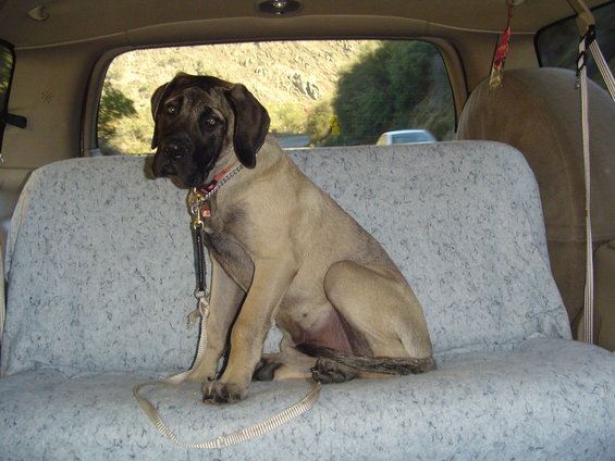 dsc01023.jpg Manus' first ride in his 2000 Excursion.  Manus is an American Mastiff.  He is about 4 months old in this picture.  We basically bought this truck because of him.  Spoiled dog, needless to say we don't have kids.  The seat looks funny because it is covered by a blanket, I'll get a real seat cover soon.  