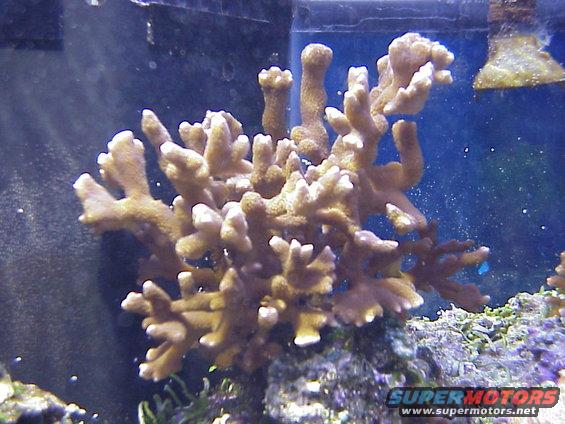 montipora-digitata.jpg Brown Montipora digitada.