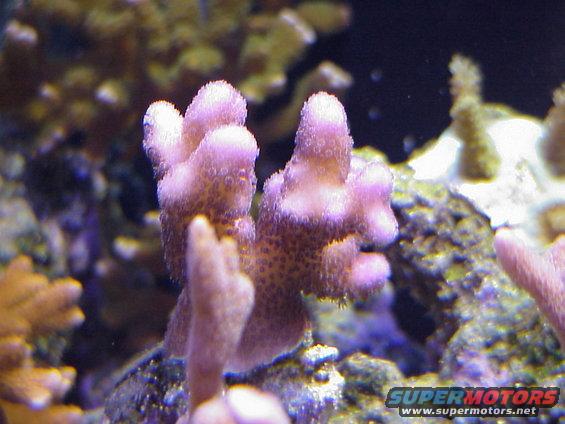 pocillopora.jpg Pocillapora - Purple.