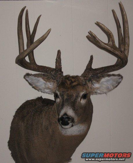 165buckmount-001.jpg My '06 Buck, mounted and back home!