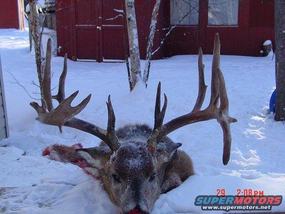 big-buck-2006-nov-27.jpg 