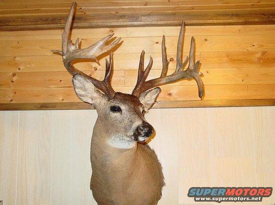 deer-mounts-2006.jpg 