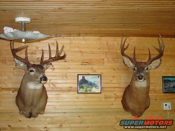 deer-mounts.jpg 