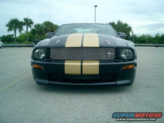 shelby-002.jpg 