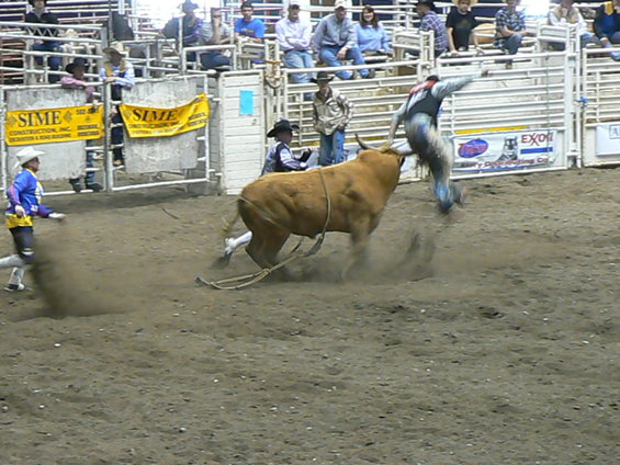 p1030030.jpg Guy getting butted by a bull.