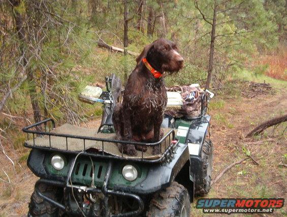 eama2-001.jpg My German Wirehaired pointer sitting on my four-wheeler.