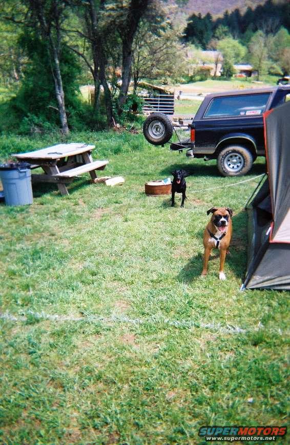 t14.jpg Our dogs, Suzie is the Boxer on the right and Bob is the black lab/Beagle mix on the left.