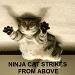 ninja-cat-75x75.jpg 