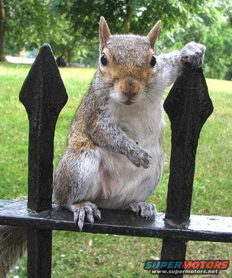 squirreldude.jpg 