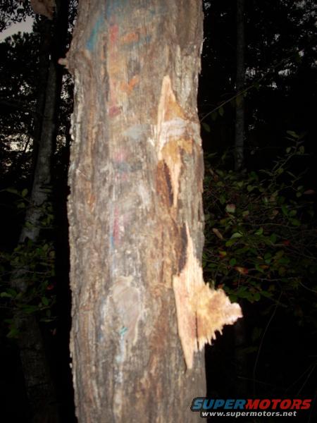 paint-on-tree.jpg 