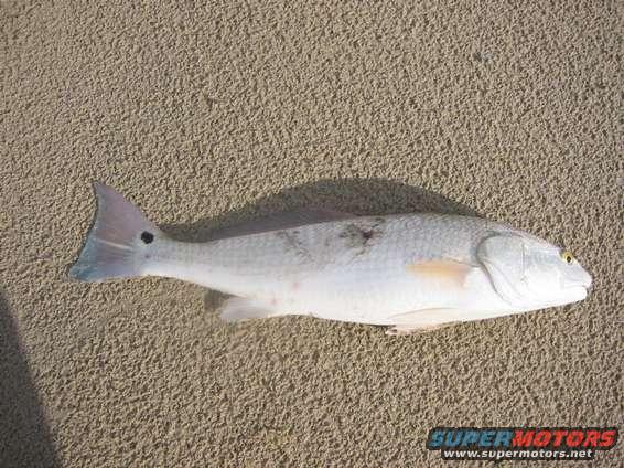 pins_22inch_red.jpg 22" Red caught in the wade gut on a gold spoon at MM35.  Notice the shark bite.