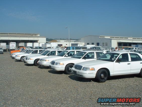 auction1.jpg A row of retired Washington State Patrol cars ready to be auctioned off.