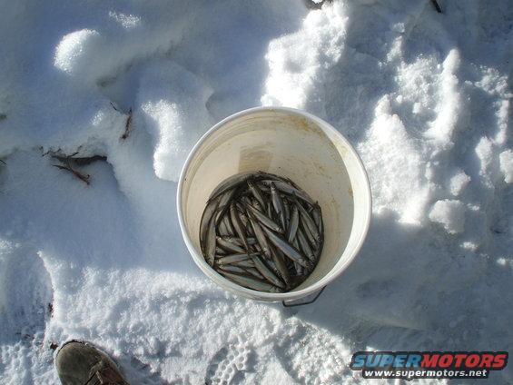 ice-camp-18.jpg Smelt..!