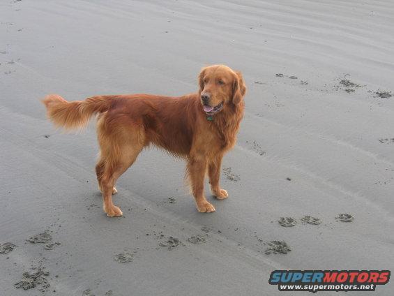 texas-trip-011.jpg Rosco at Ocean Shores Washington