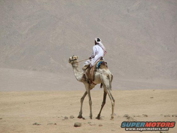 img_4076.jpg Bedouin near Peacekeeper