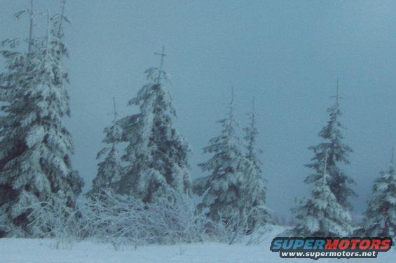 dcp_0205.jpg One last picture of snow covered trees through the fog before we head down the mountain.