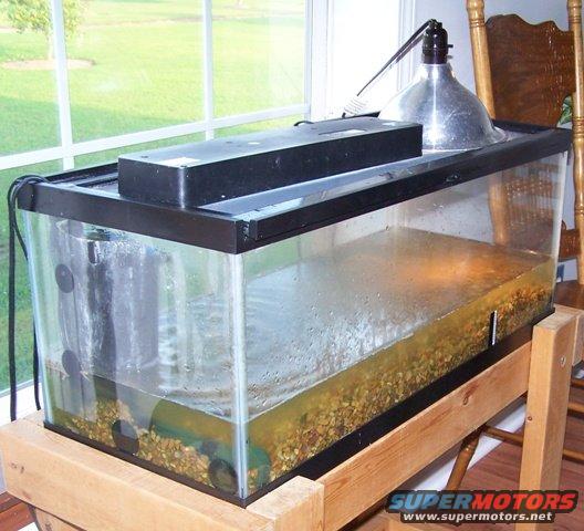 100_6059.jpg Turtle Tank 2
