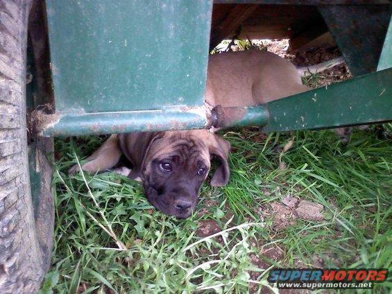 gretta.jpg My mom's 9 week old English Mastiff "Gretta"