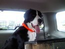 hank-back-of-jeep.jpg Hank, 5 months. Bernadane.