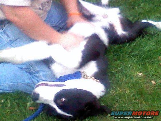 hank-belly-rub.jpg Half Great Dane and Half St. Bernard