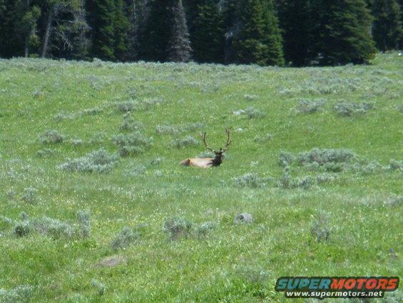 yellowstone1-107.jpg 