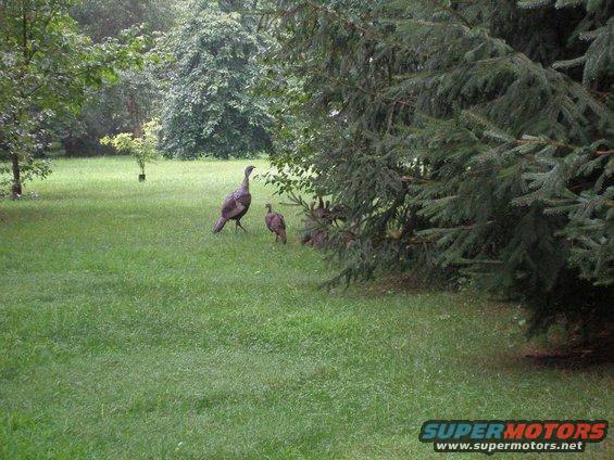 turkeys-looking-se.jpg 