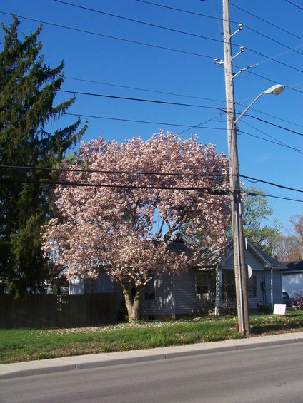 100_3695.jpg 