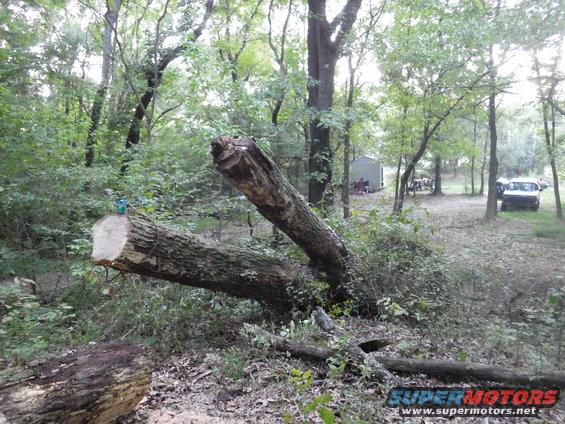 11sprite.jpg I plan to pull it over the other way, ripping out whatever's left of its roots, then drag it up the creek bank onto the flat area in front of my truck.

The Sprite can is there for scale.