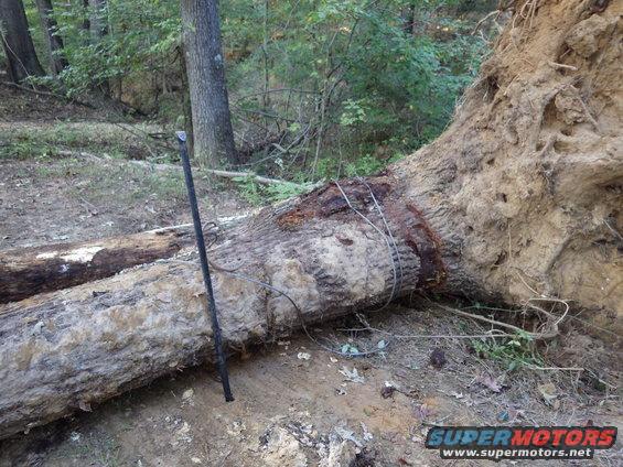 14z.jpg The last job was to remove my winch cable from the stump, which was easier said than done. I had expected the stump to roll more, and to end up with this area off the ground.  But it took about 20 minutes using Greg's 4WD tractor to pull the cable from around the stump. Our first guest arrived just as we were finishing.